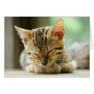 Petit bébé de sommeil Kitty