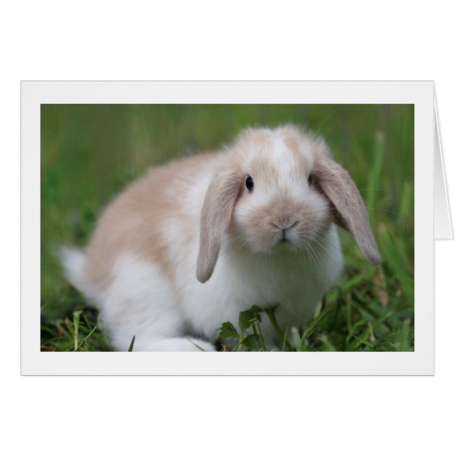 Petit Bébé Holland Lop Rabbit - Bébé Animaux (Devant horizontal)