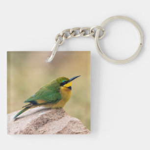 Petit Bee-Eater