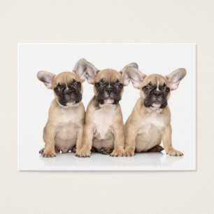 Petit Bulldogs français