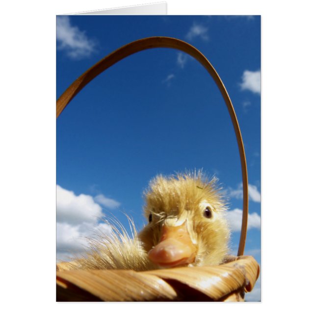 petit canard (Devant)