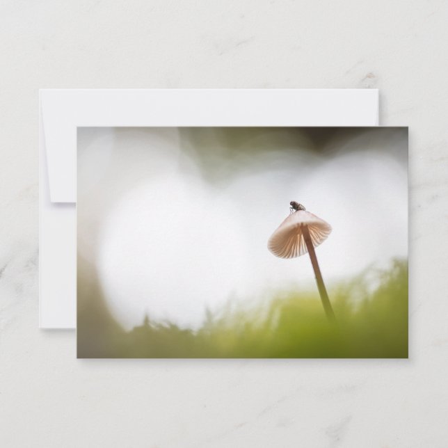 Petit Carte photo de la nature des champignons (Devant)