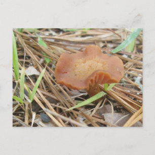 Petit Champignon Orange Carte Postale OBX