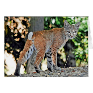Petit chat sauvage femelle regardant au-dessus de