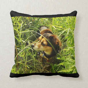 Petit chiwawa dans le coussin grand de photo