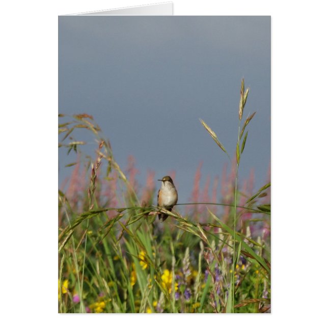 Petit colibri gras (Devant)