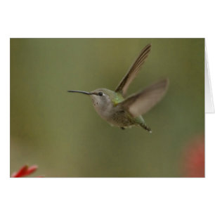Petit colibri puissant