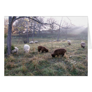 Petit déjeuner à Dawn