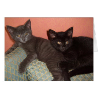 Petit gris et petit noir