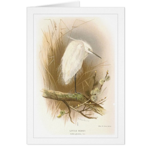 Petit héron (Devant)