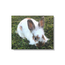 Petit lapin mignon dans la toile d'herbe Imprimer