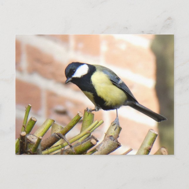 Petit oiseau en haut de la carte postale do-it-you (Devant)