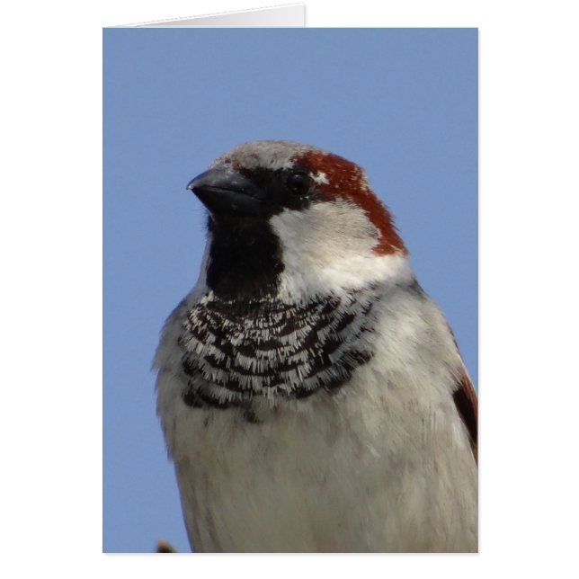 Petit oiseau mignon (Devant)