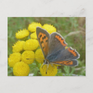 Petit papillon de cuivre en gros plan carte postal