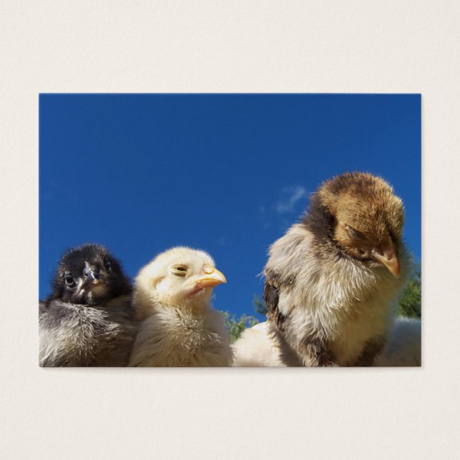 petit poulet heureux dormir (Devant)