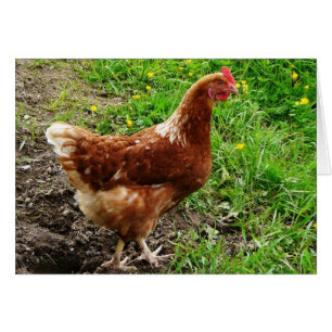 Petit poulet rouge - Couche d'oeuf libre