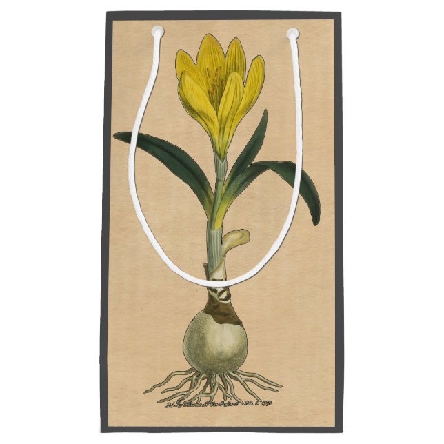 Petit Sac Cadeau Amaryllis Tulip Jardin Botanique Fleur (Devant)