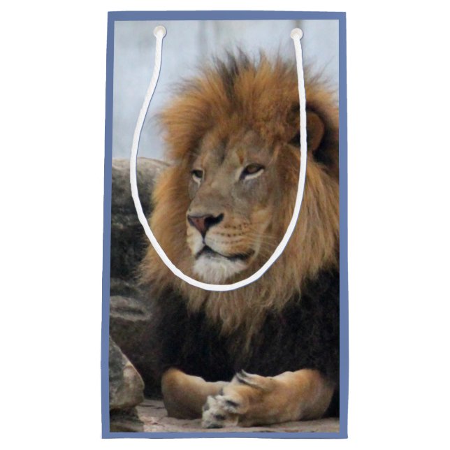 Petit Sac Cadeau Photo du lion de la faune (Devant)