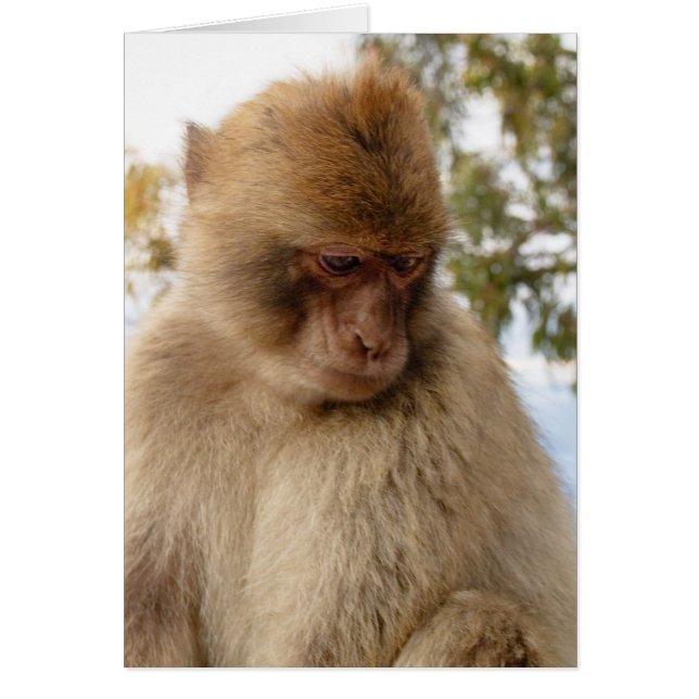 Petit singe (Devant)