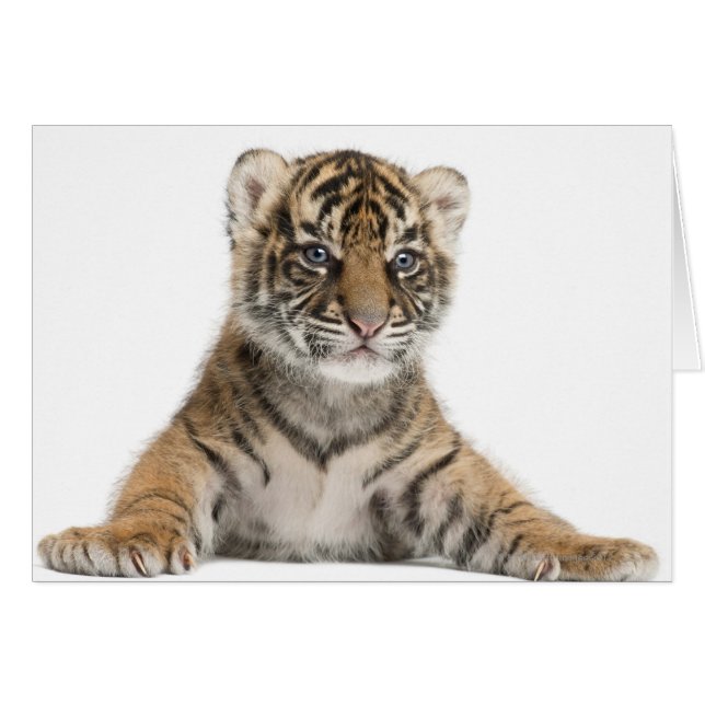 Petit tigre de Sumatran (Devant horizontal)