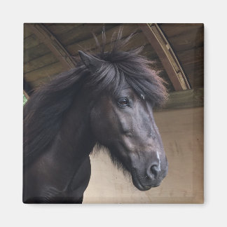 Petit Viking Horse Noble Head Magnet