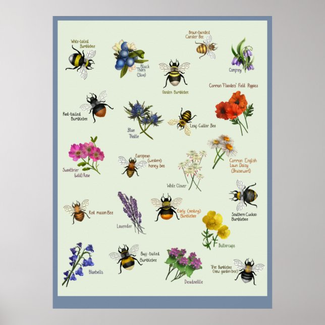 PetitArt | Britische Biene & Wilde Blume Poster (Vorne)