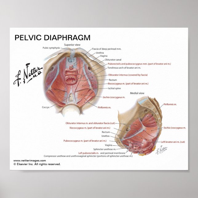 Petite affiche - Diaphragme pelvienne de Netter (Devant)