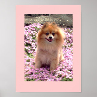 Petite affiche | Marley Pomeranian Fleurs roses