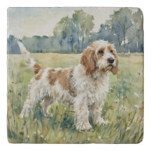 Petite Basset Griffon Vandeen  - PBGV