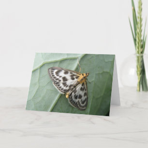 Petite carte de voeux de mite de pie