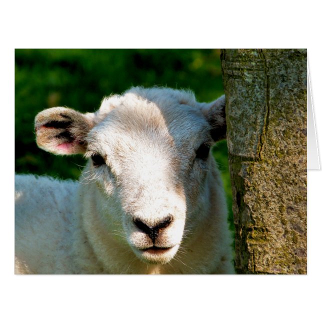 PETITE carte SHEEP (Devant horizontal)