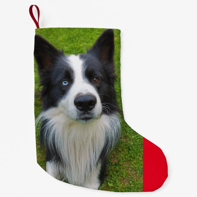 Petite Chaussette De Noël Bordure Collie (Devant)