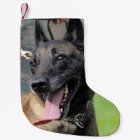Chien de sourire de Malinois de Belge