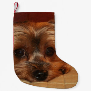 Petite Chaussette De Noël Chiot mignon de Yorkshire Terrier