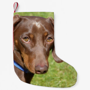 Petite Chaussette De Noël Dachshund