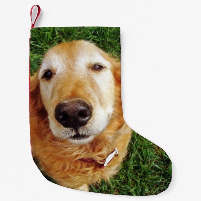 Petite Chaussette De Noël Golden Retriever (Devant)