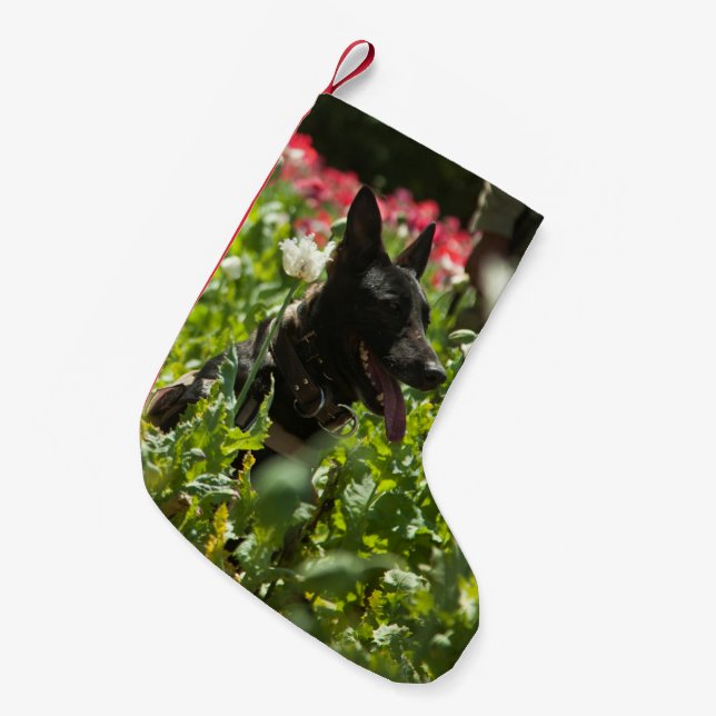Petite Chaussette De Noël Le berger allemand dans un champ (Devant (Accrochage))