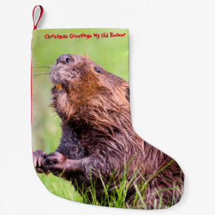 Petite Chaussette De Noël Noël Stocker Mon Vieux Castor