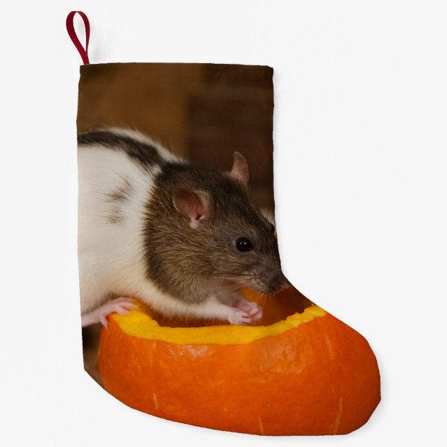 Petite Chaussette De Noël rat à capuchon noir effrayant mangeant des graines (Devant)
