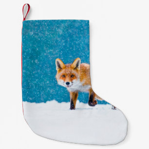 Petite Chaussette De Noël Renard en hiver. Renard rouge, Vulpes vulpes, reni
