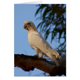 petite Corella