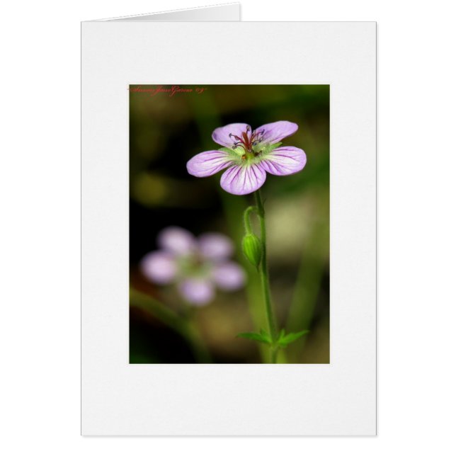 Petite lila Blume (Vorne)