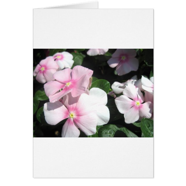 Petites fleurs (Devant)