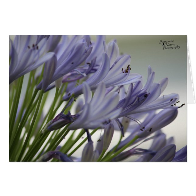 Petites fleurs(5.0) (Devant horizontal)