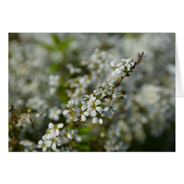 Petites fleurs blanches (Devant horizontal)