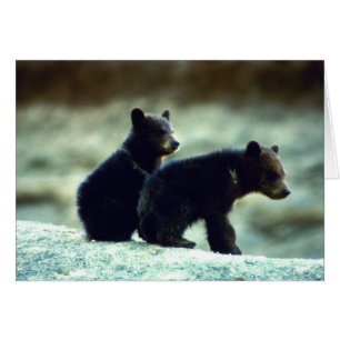 Petits animaux d'ours noir