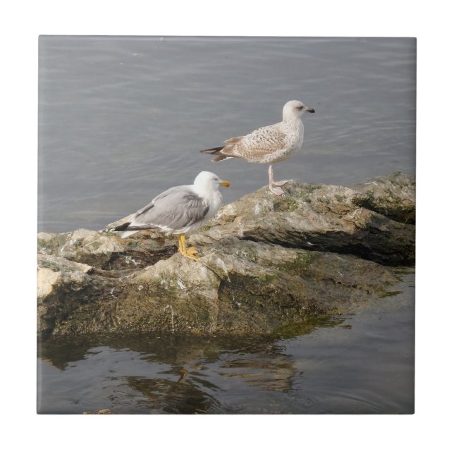 Petits mouettes (4,25 po x 4,25 po) Carreaux photo (Devant)