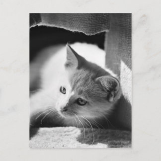 Petra Playing Postkarte