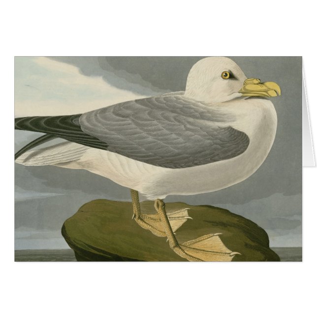 Pétrel de fulmar (Devant horizontal)