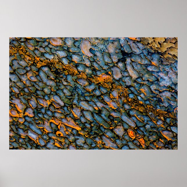 Petrified Dinosaur Bone Poster (Vorne)